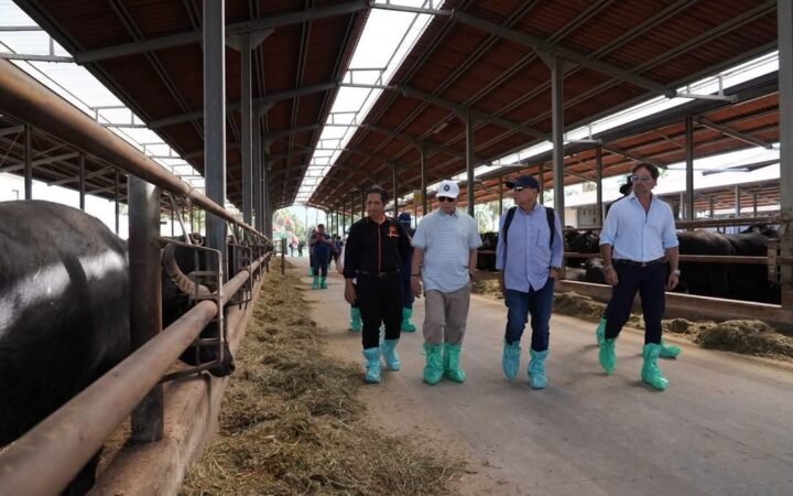 Pahang Teroka Perolehan 100 Ekor Kerbau Tenusu Dari Itali