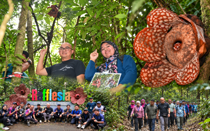 Rafflesia kembang di Lata Jarum, Raub