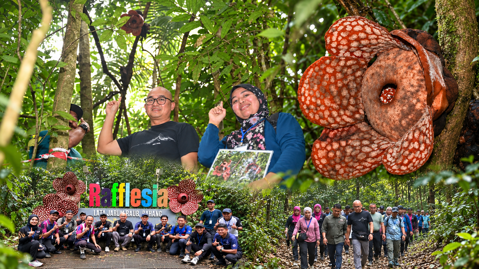 Rafflesia kembang di Lata Jarum, Raub