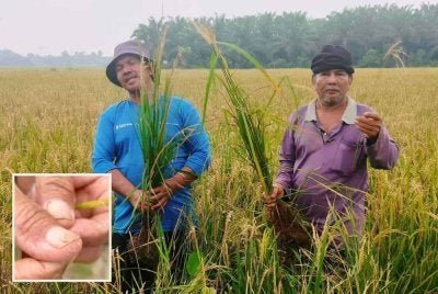 Lebih 200 Pesawah Paya Sepayang Rompin Terjejas Teruk