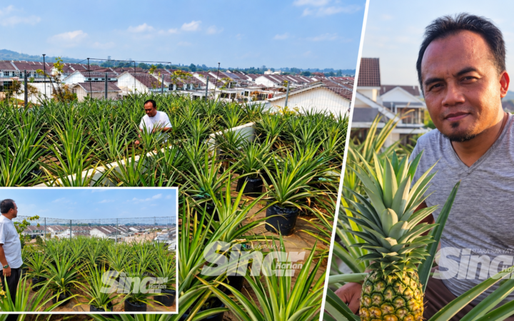 Kebun Nanas Atas Bumbung Jadi Rezeki Jiran