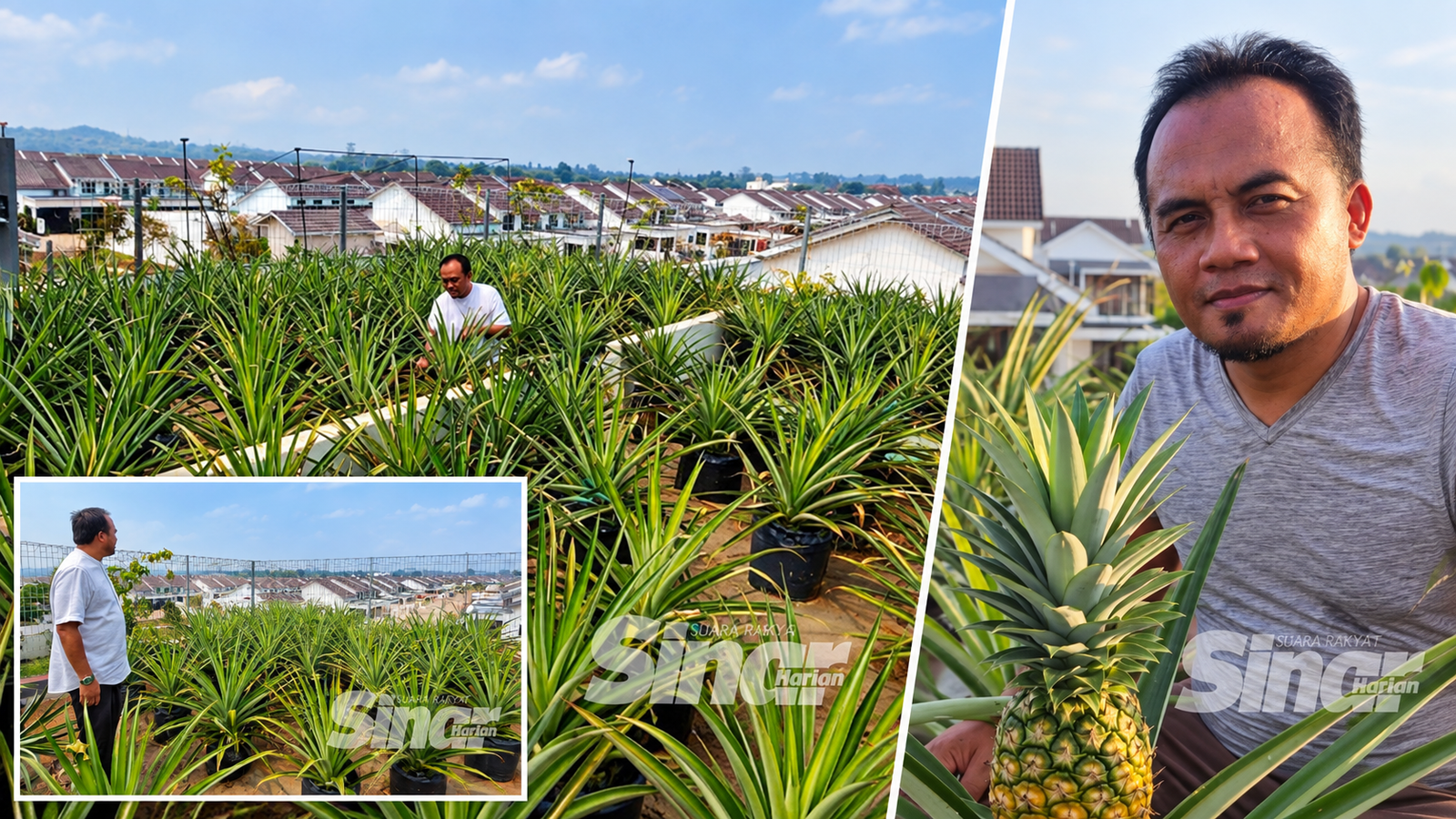 Kebun Nanas Atas Bumbung Jadi Rezeki Jiran